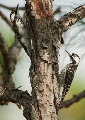 Red-cockaded Woodpeckers