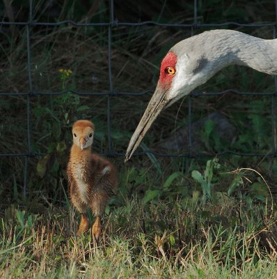 Sandhill Cranes, adult with chick