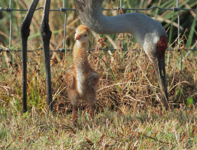 Sandhill Cranes, adult with chick