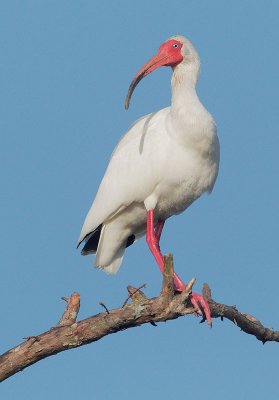 White Ibis