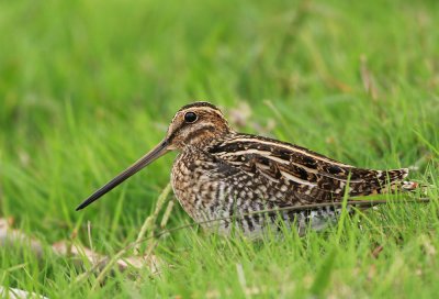 Wilson's Snipe