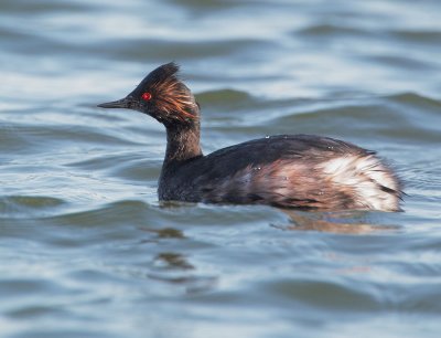 Eared Grebe, molting to breeding plumage