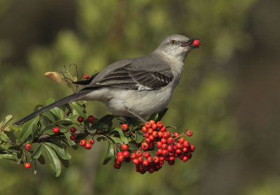 Northern Mockingbird, with cotoneaster berry
