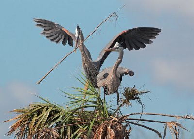 Great Blue Herons, twig pass, male offering twig