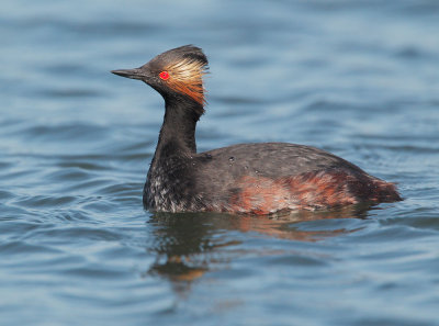 Eared Grebe, breeding plumage