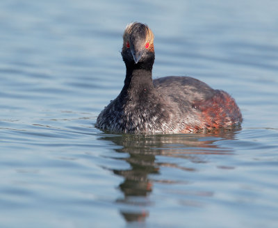 Eared Grebe, breeding plumage