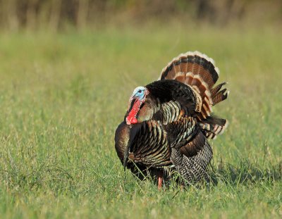 Wild Turkey, male