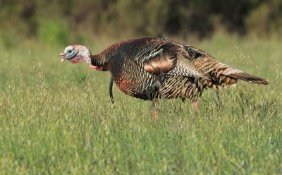Wild Turkey, male