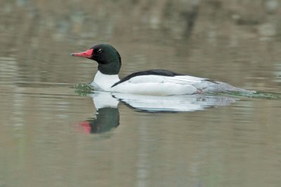 Common Merganser, male