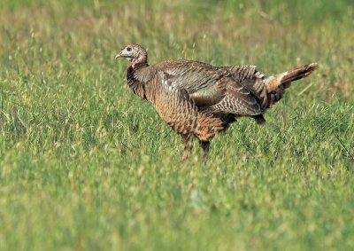 Wild Turkey, female