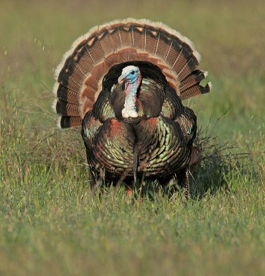 Wild Turkey, male