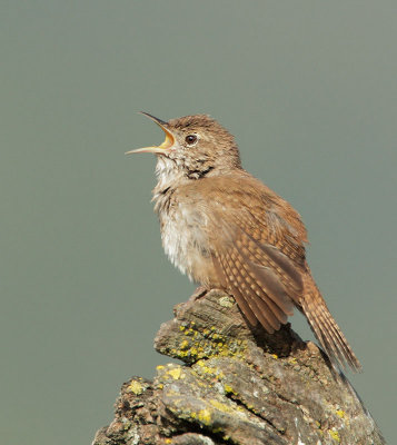House Wren, singing male