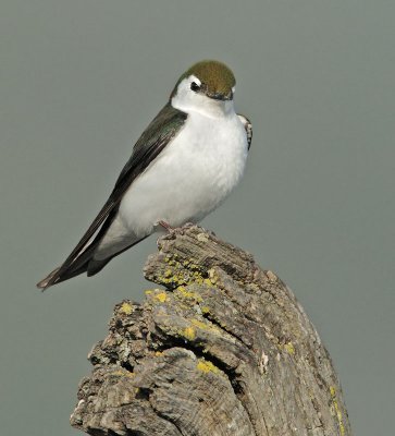 Violet-green Swallow, male