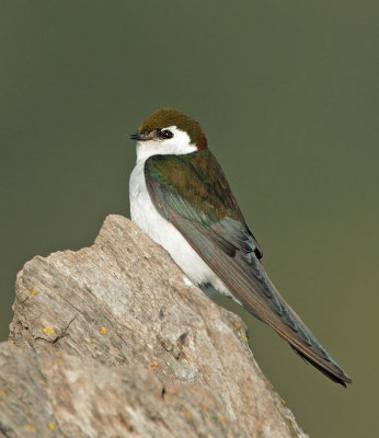 Violet-green Swallow, male