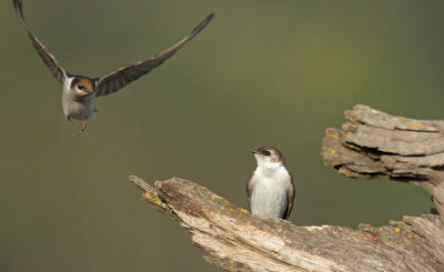 Violet-green Swallows, female