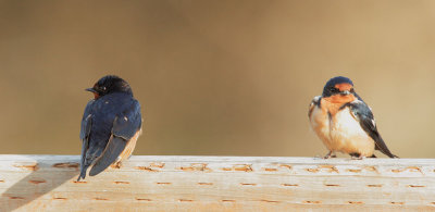 Barn Swallows, pair
