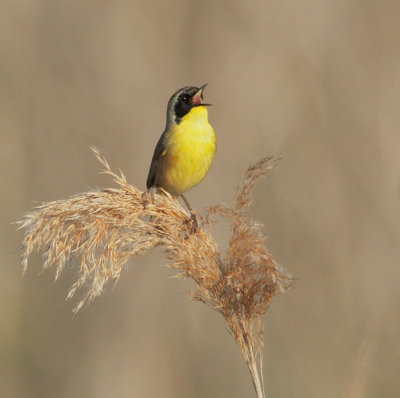 Common Yellowthroat, male singing