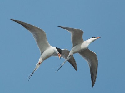 Forsters Terns, pair in courting flight