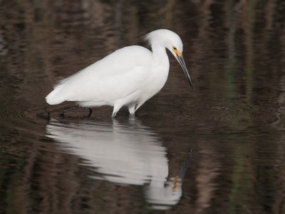 Snowy Egret