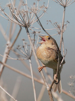 Grasshopper Sparrow, singing