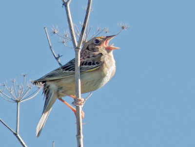 Grasshopper Sparrow, singing