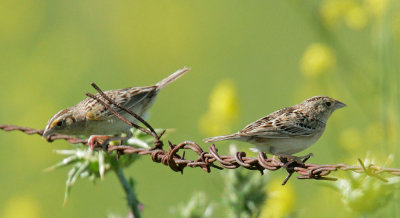 Grasshopper Sparrows, pair