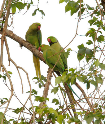 Rose-ringed Parakeets, pair and juvenile