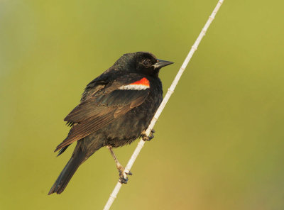 Tricolored Blackbird, first-summer male