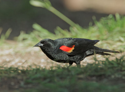 Red-winged Blackbird, typical male