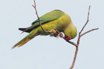 Rose-ringed Parakeet, male