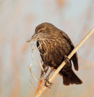 Tricolored Blackbird, female carrying nesting material