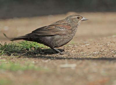 Red-winged Blackbird, female