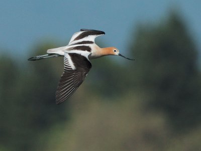 American Avocet, flying female
