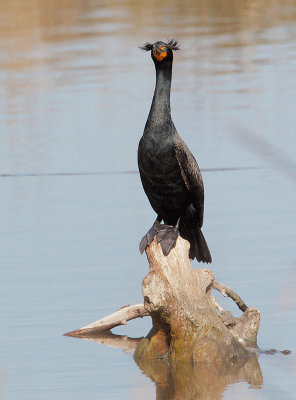 Double-crested Cormorant