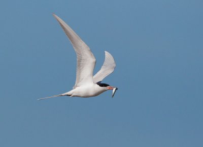 Forsters Tern, flying with fish