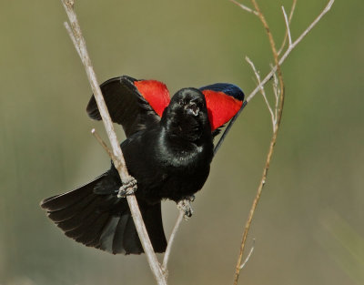 Red-winged Blackbird, bicolored male singing