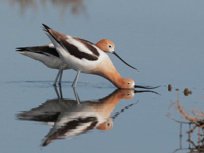 American Avocets, courting and mating, April 2012