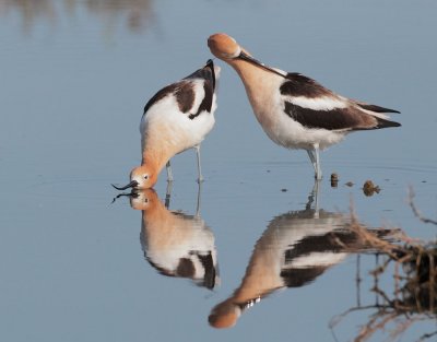 American Avocets, courting