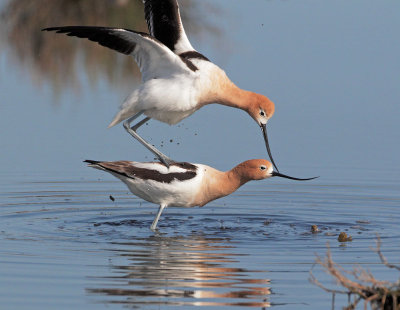 American Avocets, mating