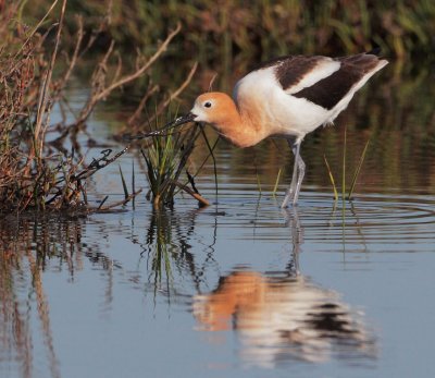 American Avocet, female