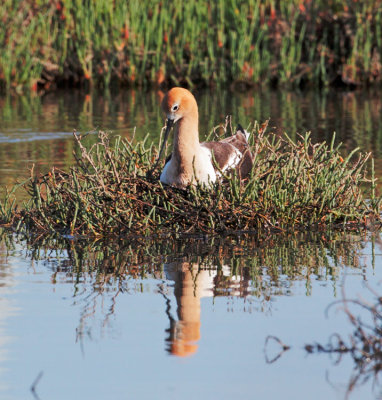 American Avocet, male on nest