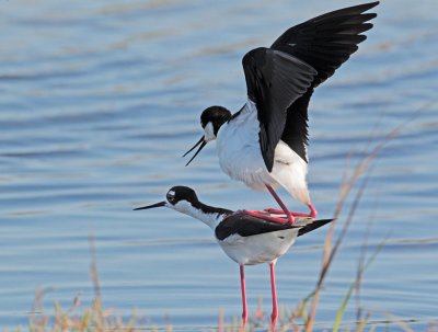 Black-necked Stilts, copulating