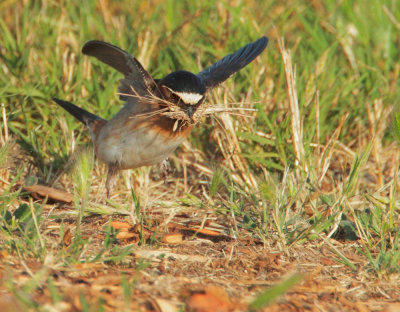 Cliff Swallow, carrying nesting material
