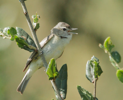 Warbling Vireo, singing male