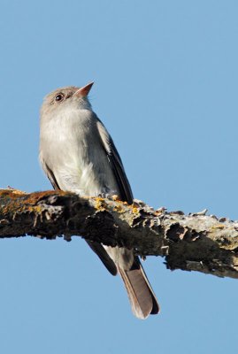 Western Wood-Pewee