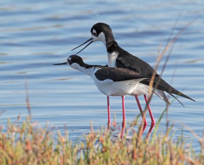 Black-necked Stilts, courting and mating, May 2012