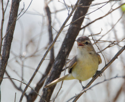 Warbling Vireo, singing male
