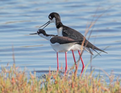 Black-necked Stilts, courting