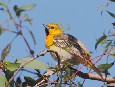 Bullock's Oriole,  first summer male or adult female