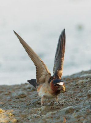 Cliff Swallow, gathering nesting material